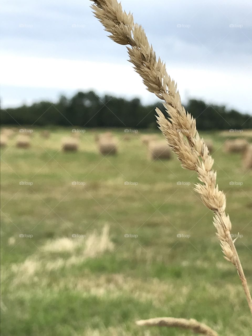 Slimstem reedgrass in front of hay bails