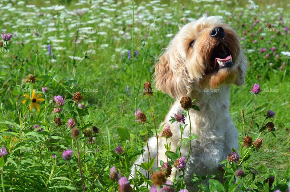 Close-up of puppy with open mouth