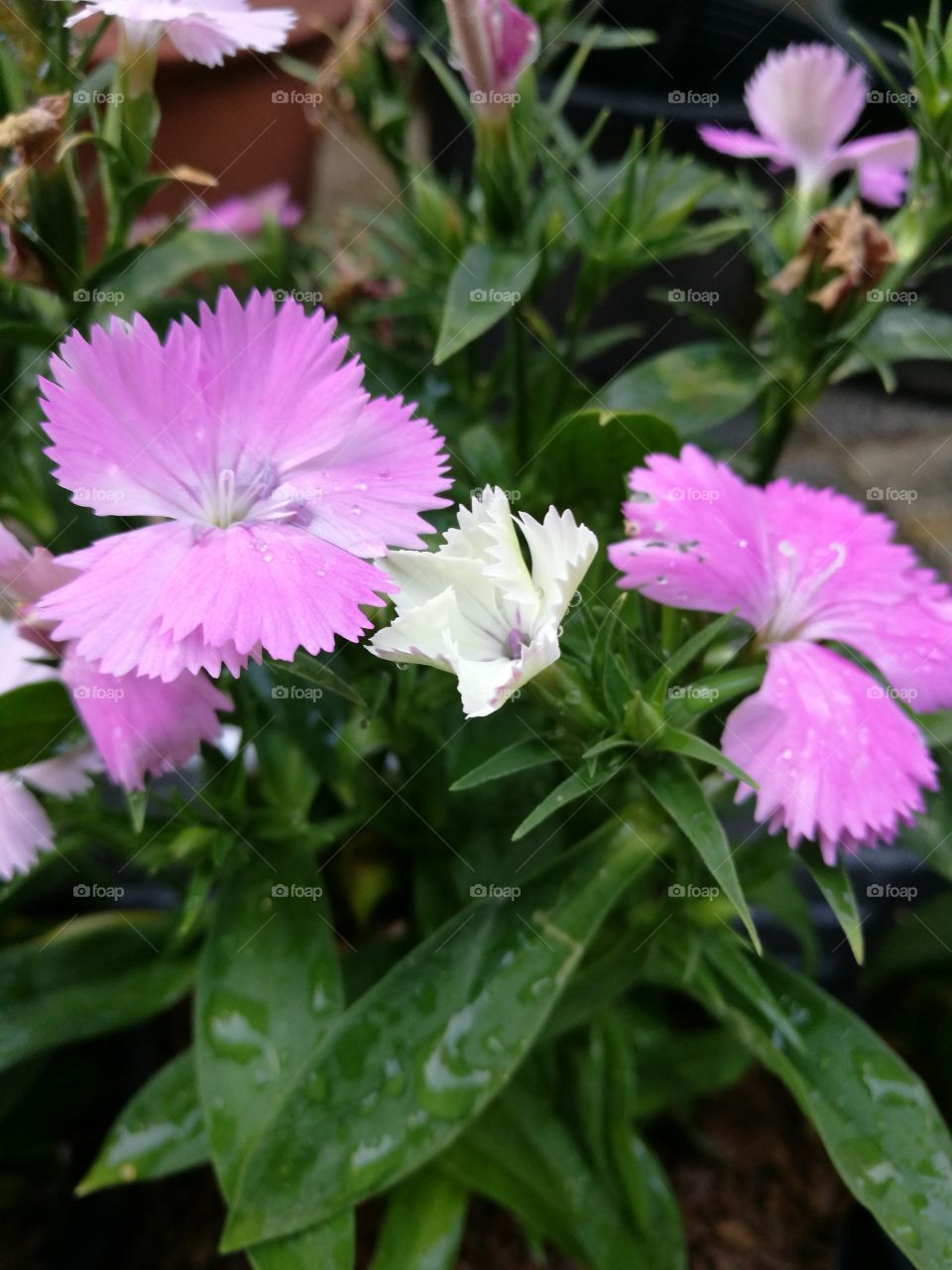 Closeup of purple and white Dianthus flowers