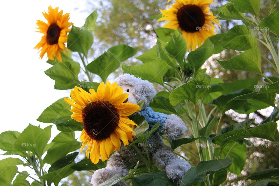 Flora, Nature, Leaf, Flower, Summer