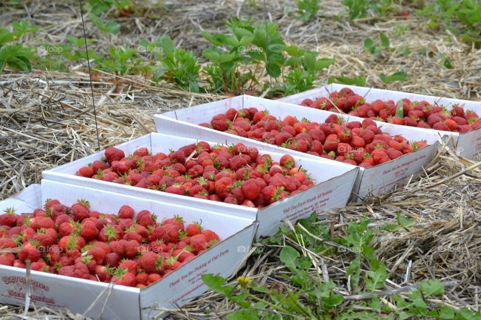 Strawberry Picking 