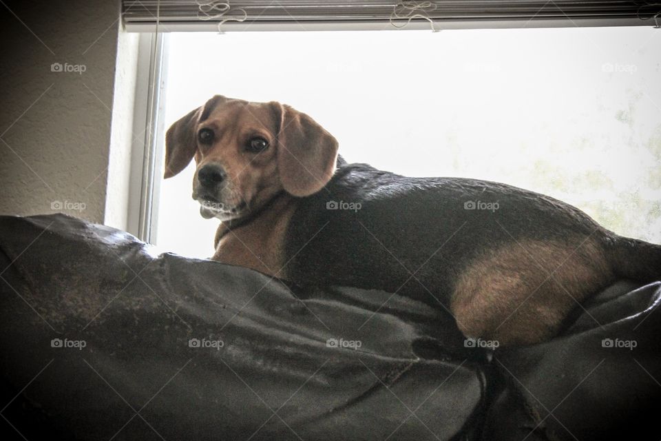 Mini-beagle