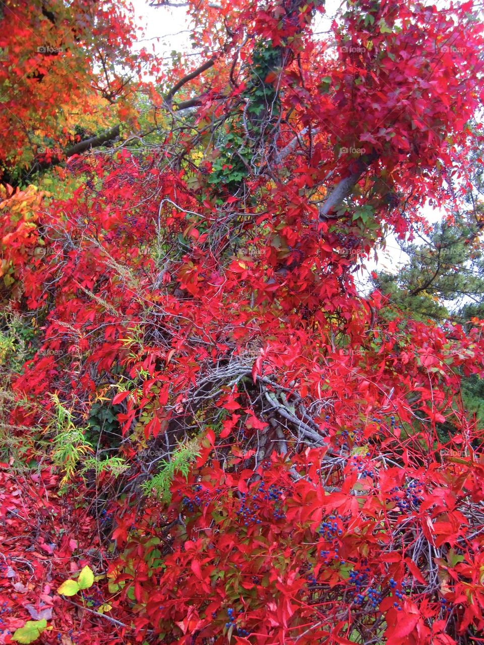 Fall Foliage Canton Massachusetts