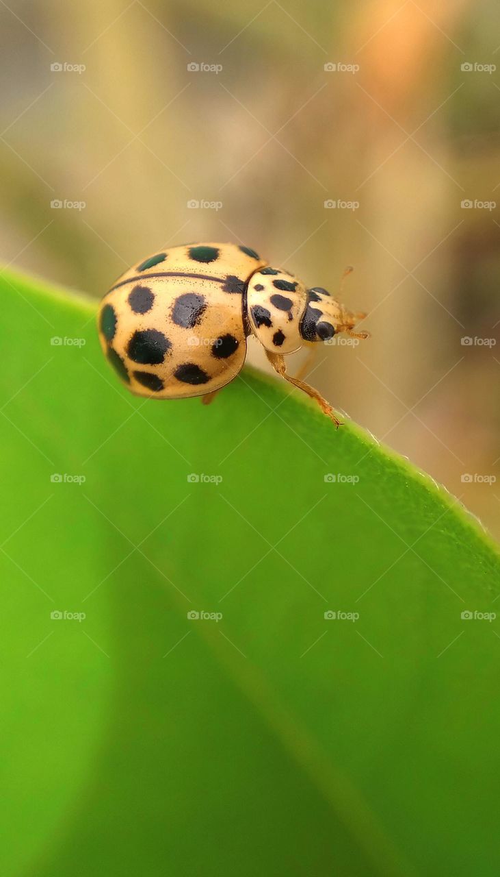 living on the edge - black orange ladybug