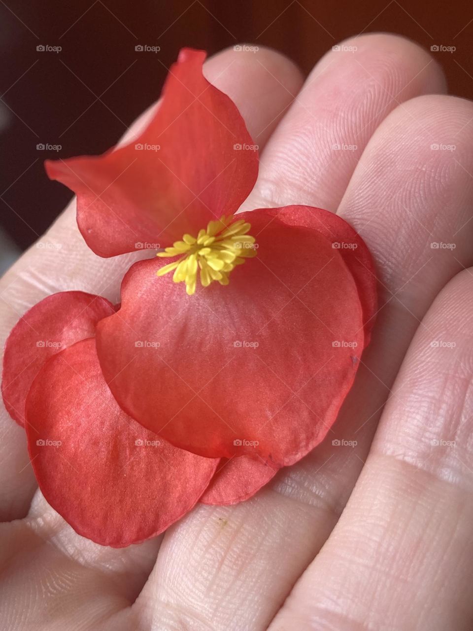 Mão segurando delicadas flores vermelhas. Flores sem folhas mas com miolo amarelo.