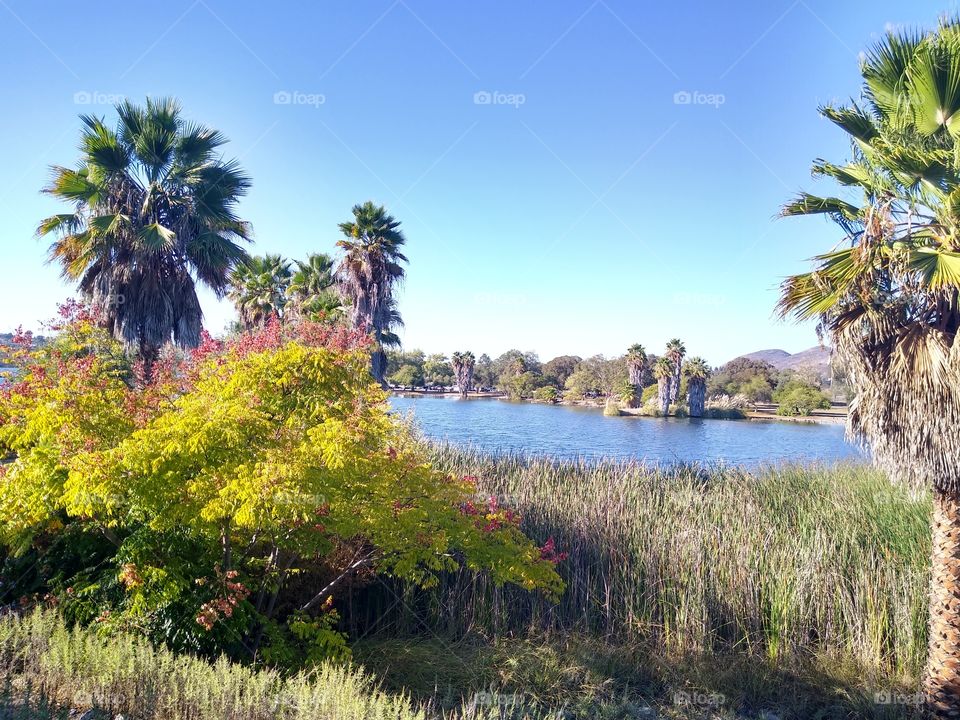 Lake and flowers