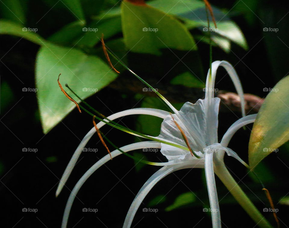 Beauty White in the Dark
