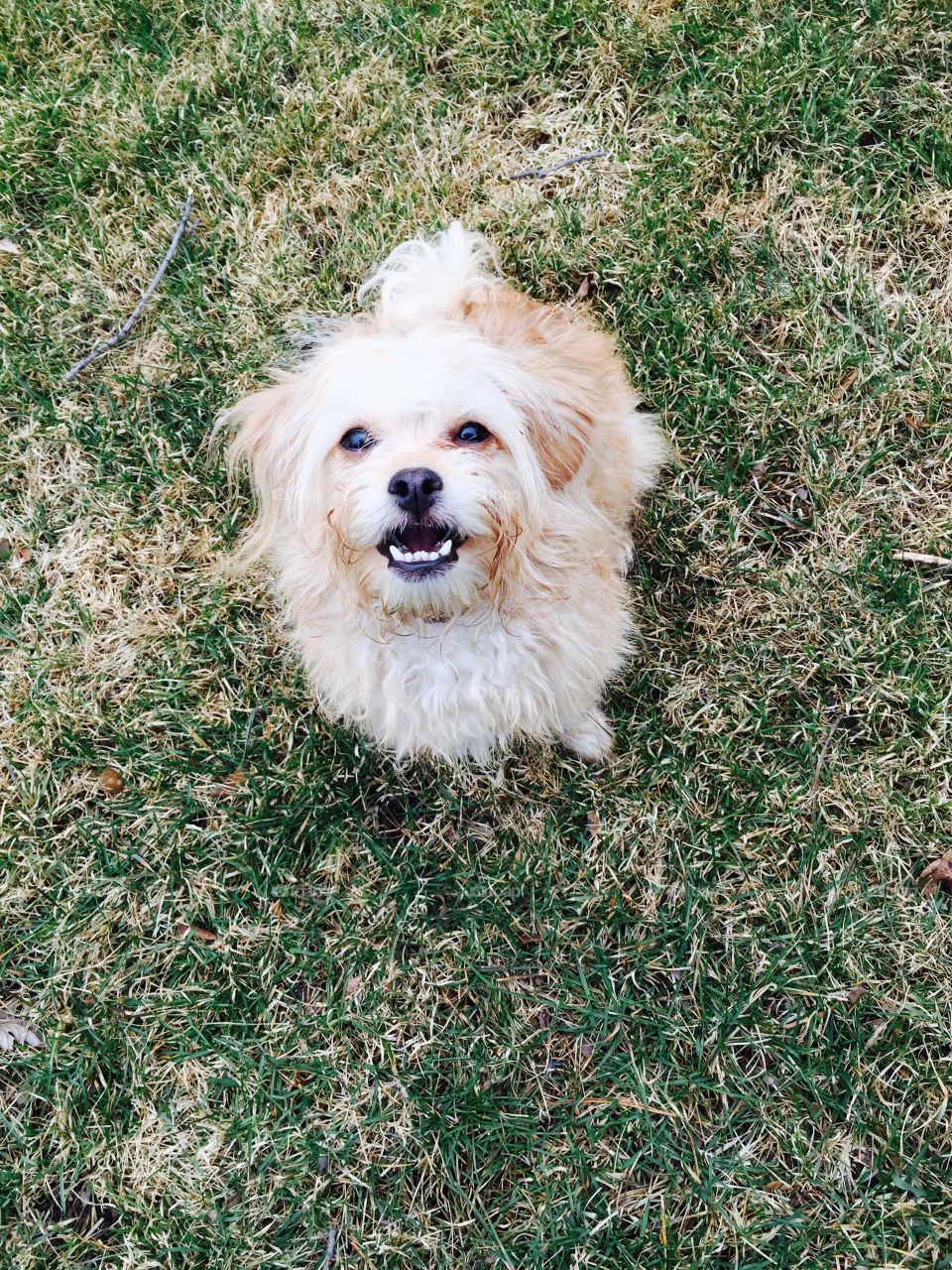 High angle view of puppy