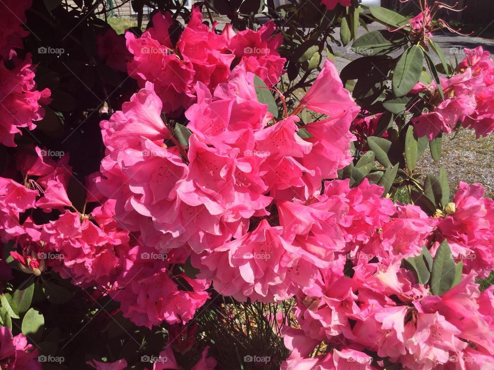 Red Rhododendrons in the Garden 