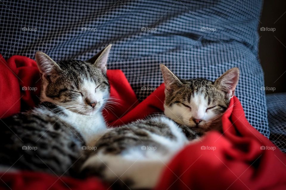 Great photo of to cute sleeping Cats.  All proceeds go towards the conservation of endangered species