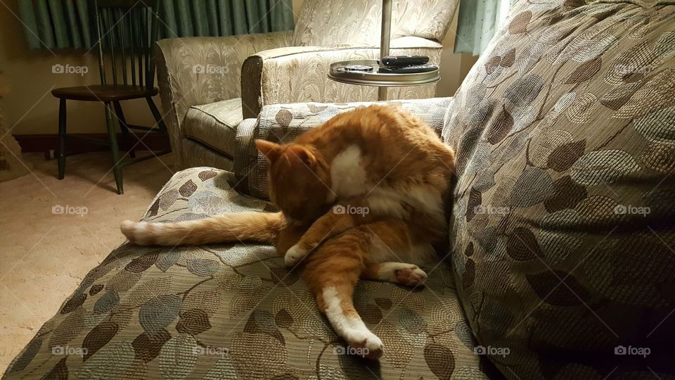 Orange cat bathing