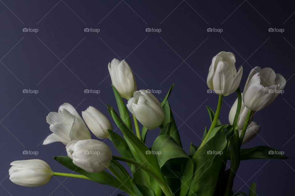 White tulips