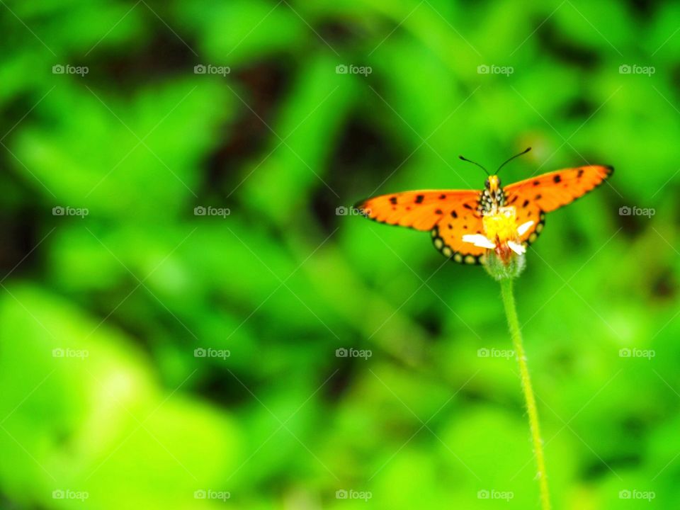 Orange butterfly among green leaves