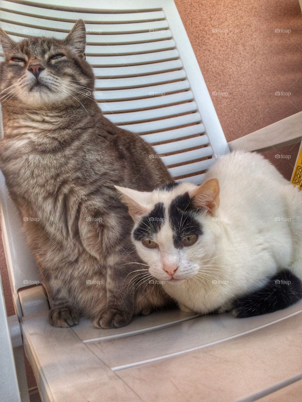 Two cats sitting on chair