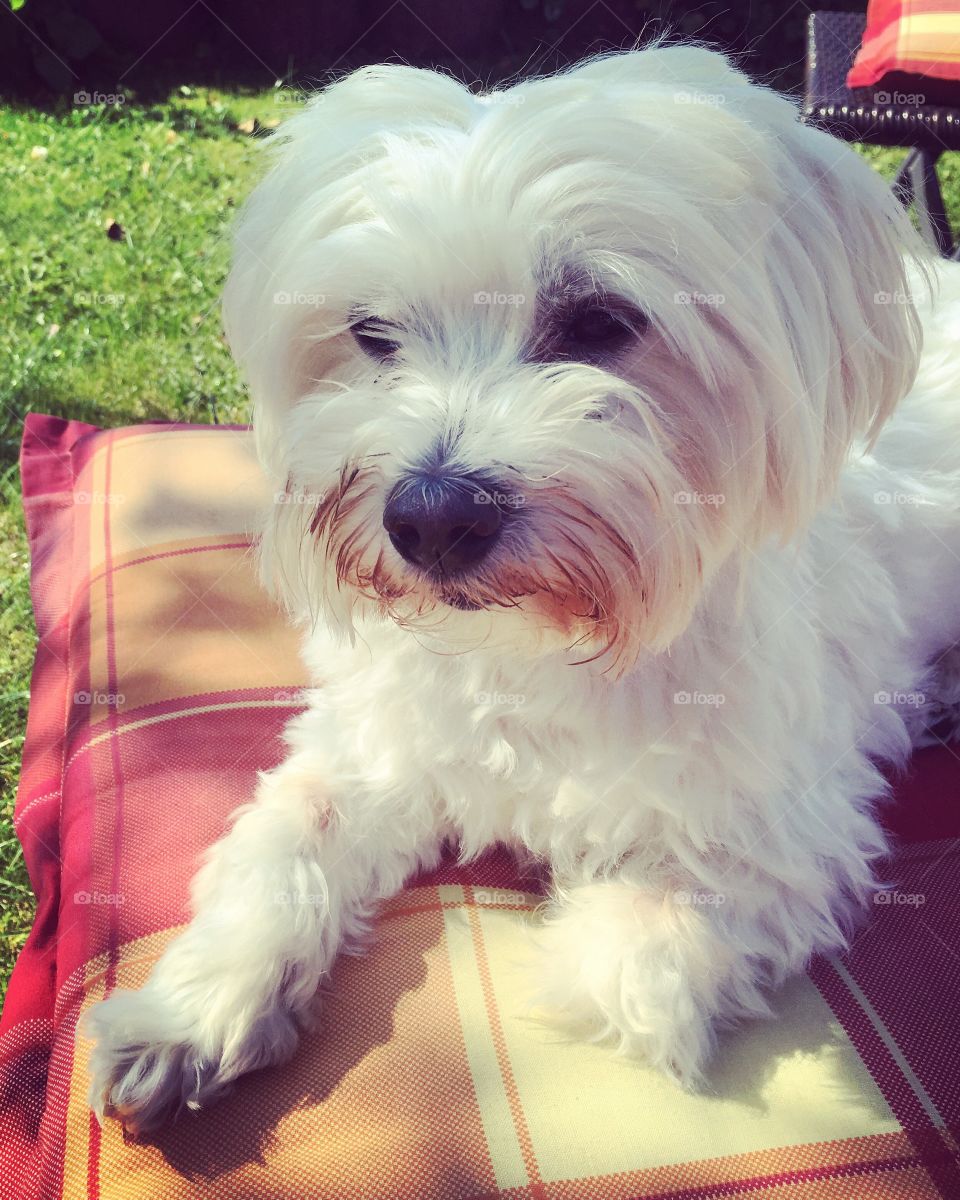 Close-up of white puppy