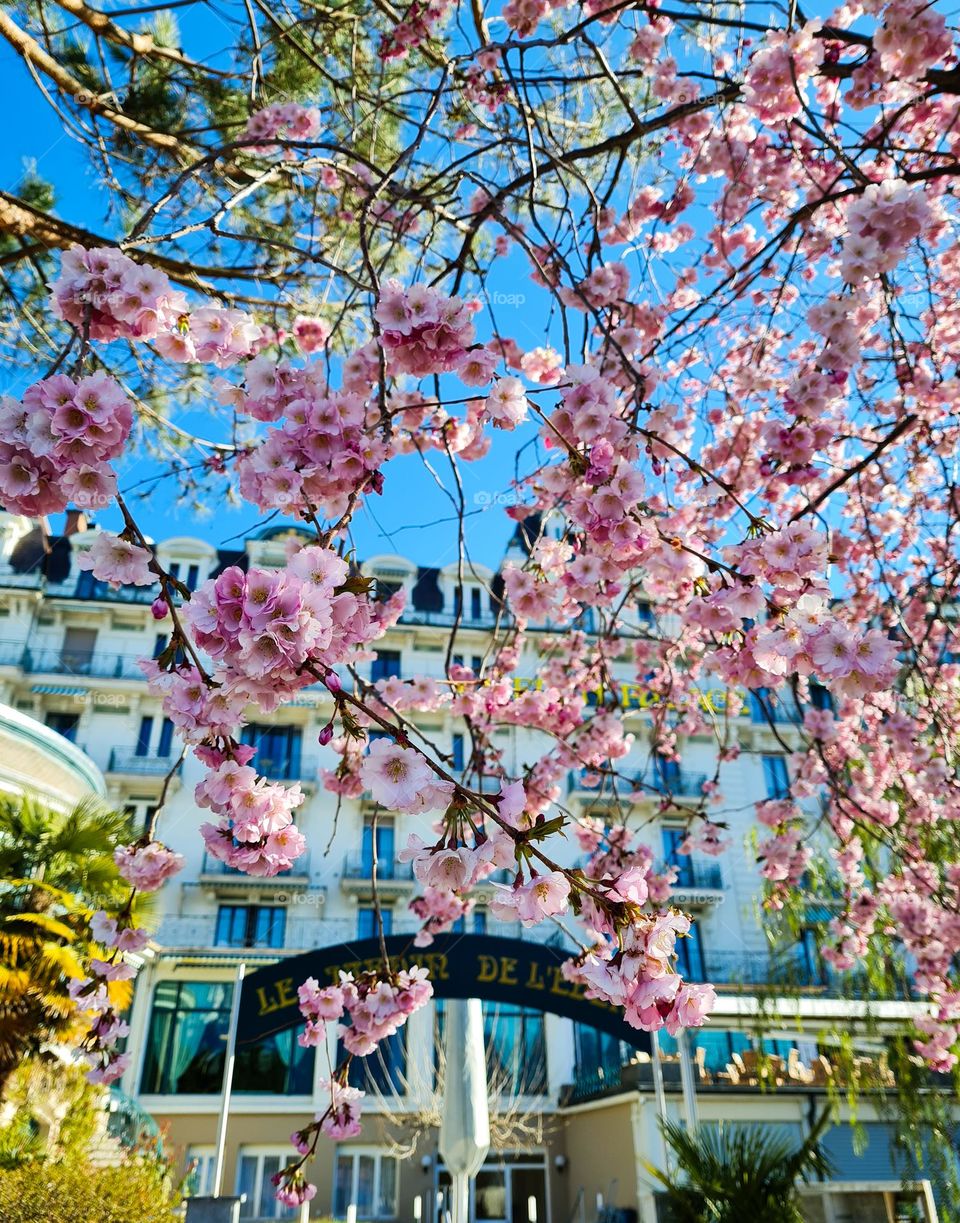 cherry blossom under blue skies