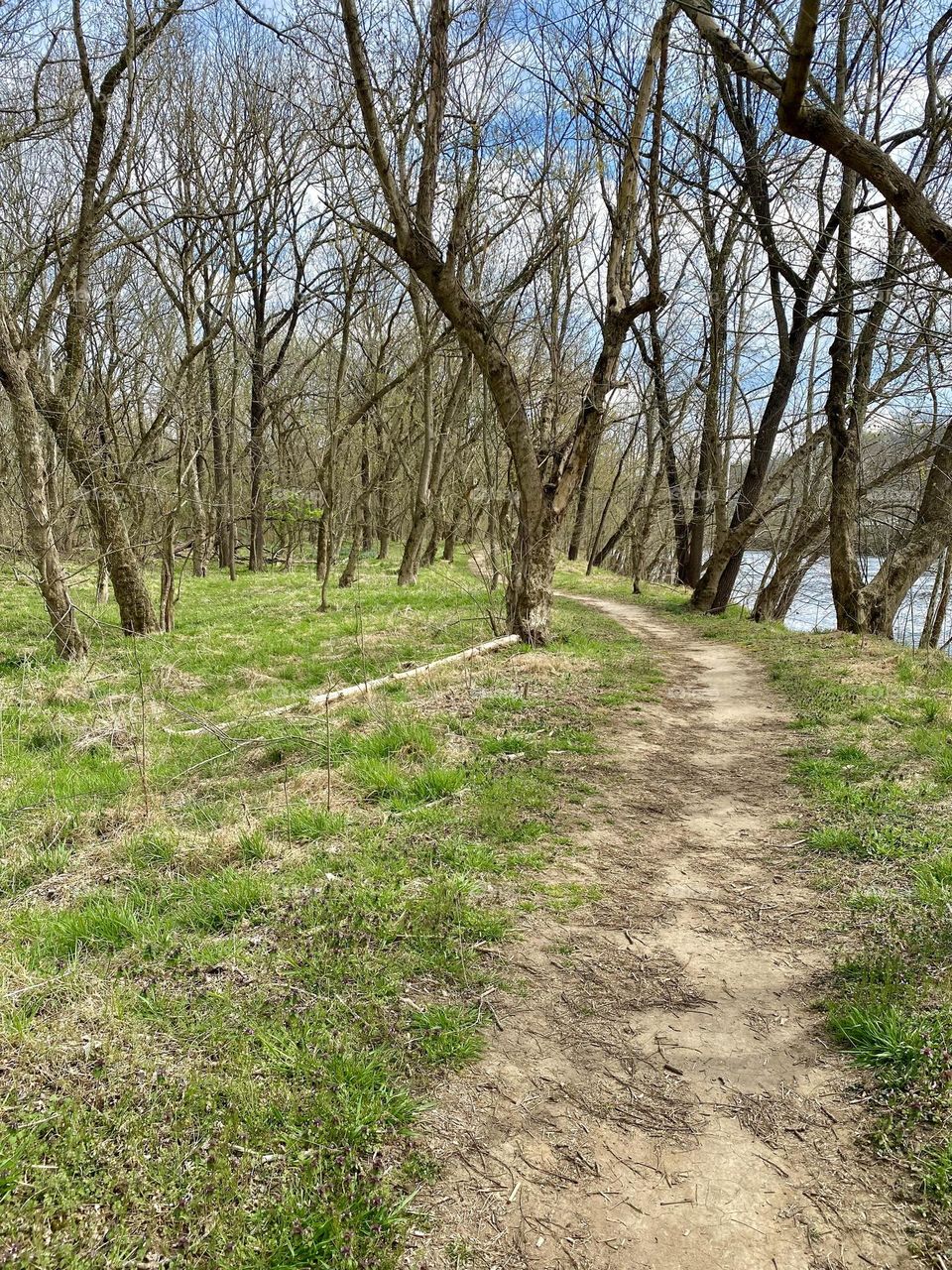 A path through the woods