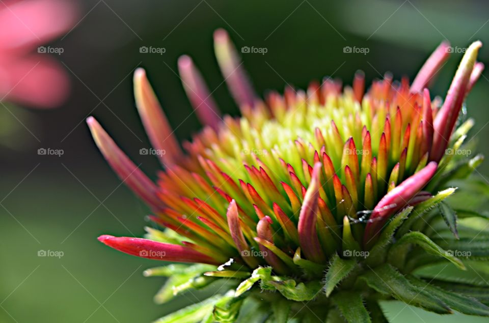stunning coneflower