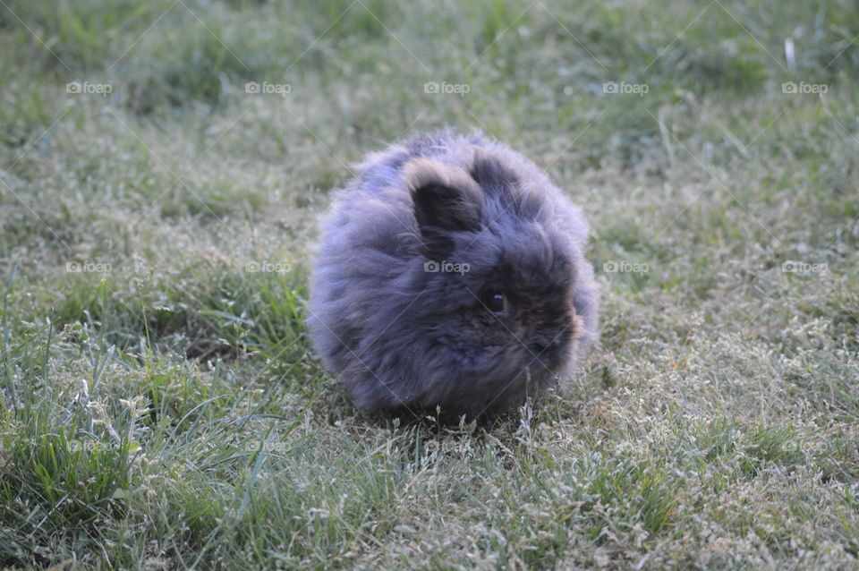 Animals having a hay day