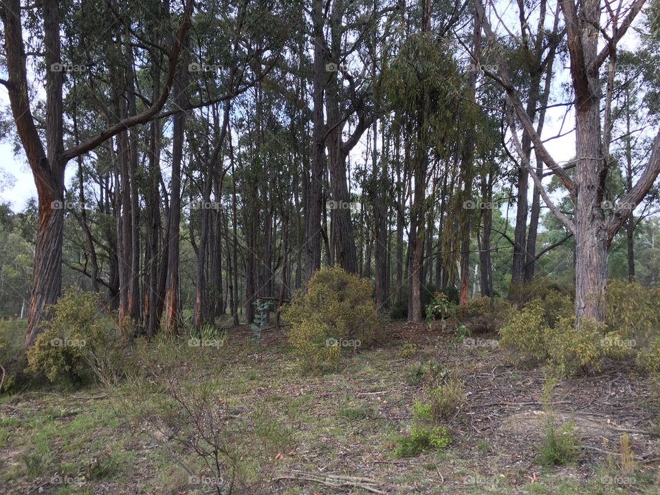 Forest picture with tall trees