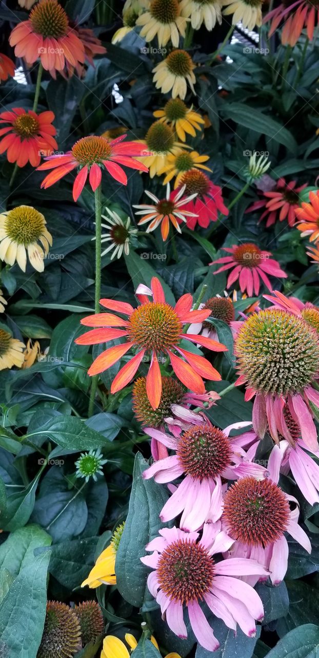 Beautiful spring flowers