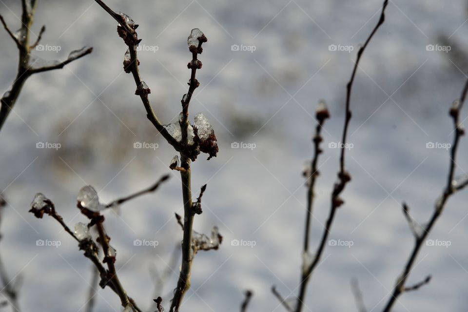 Icy Twigs