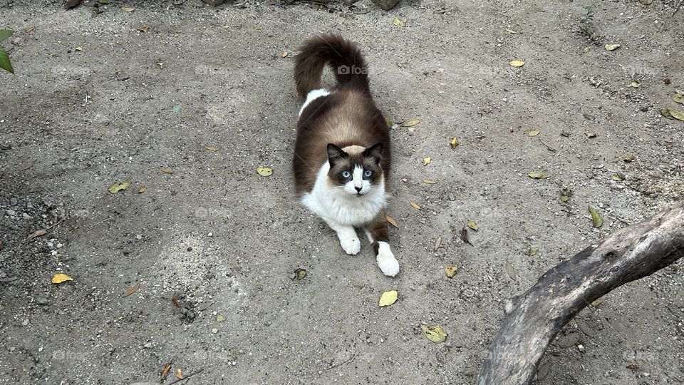 big cat with blue eyes