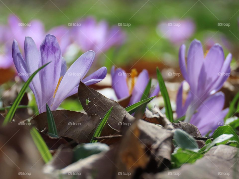 First flowers