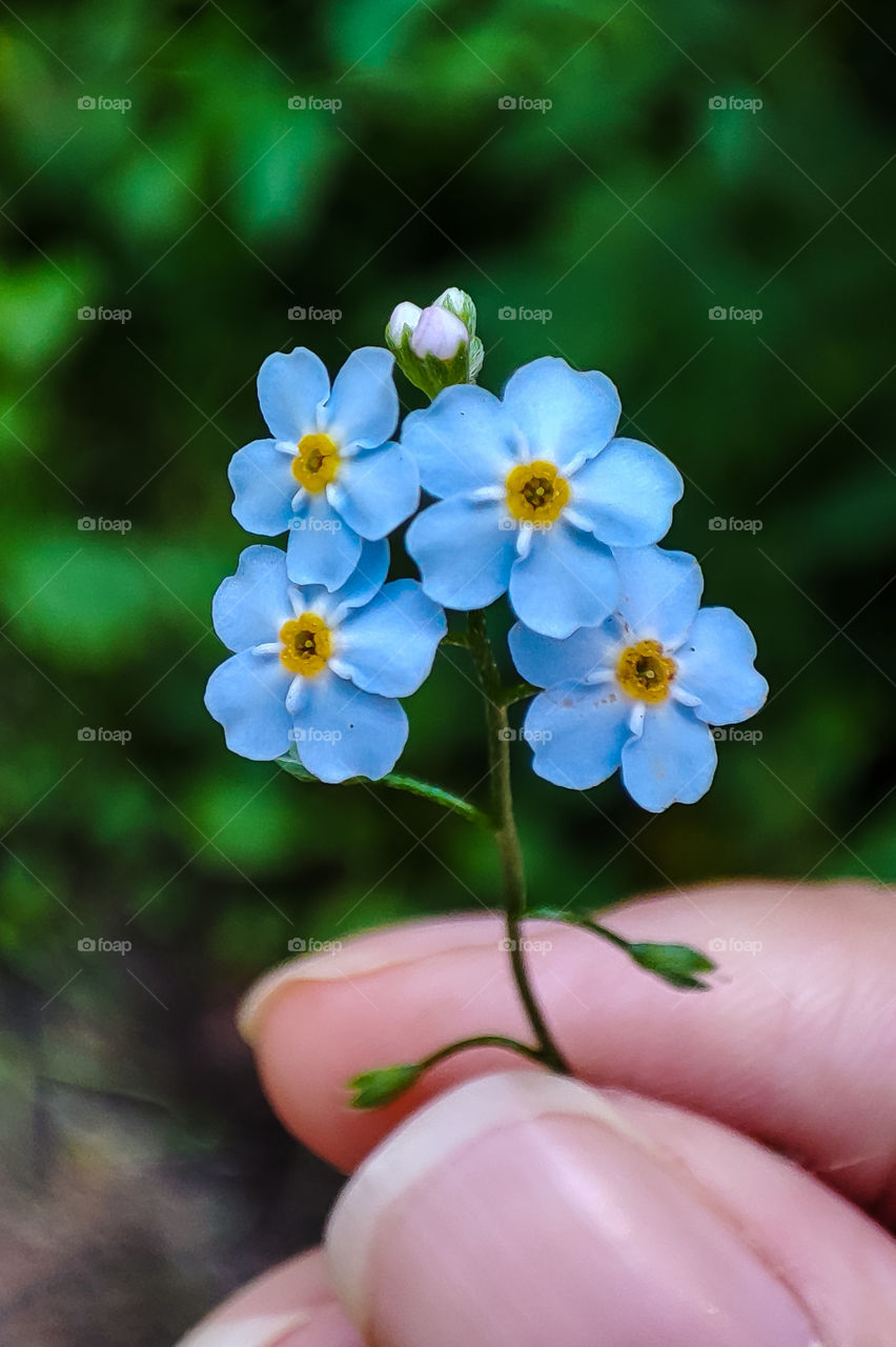 Forget - me - not