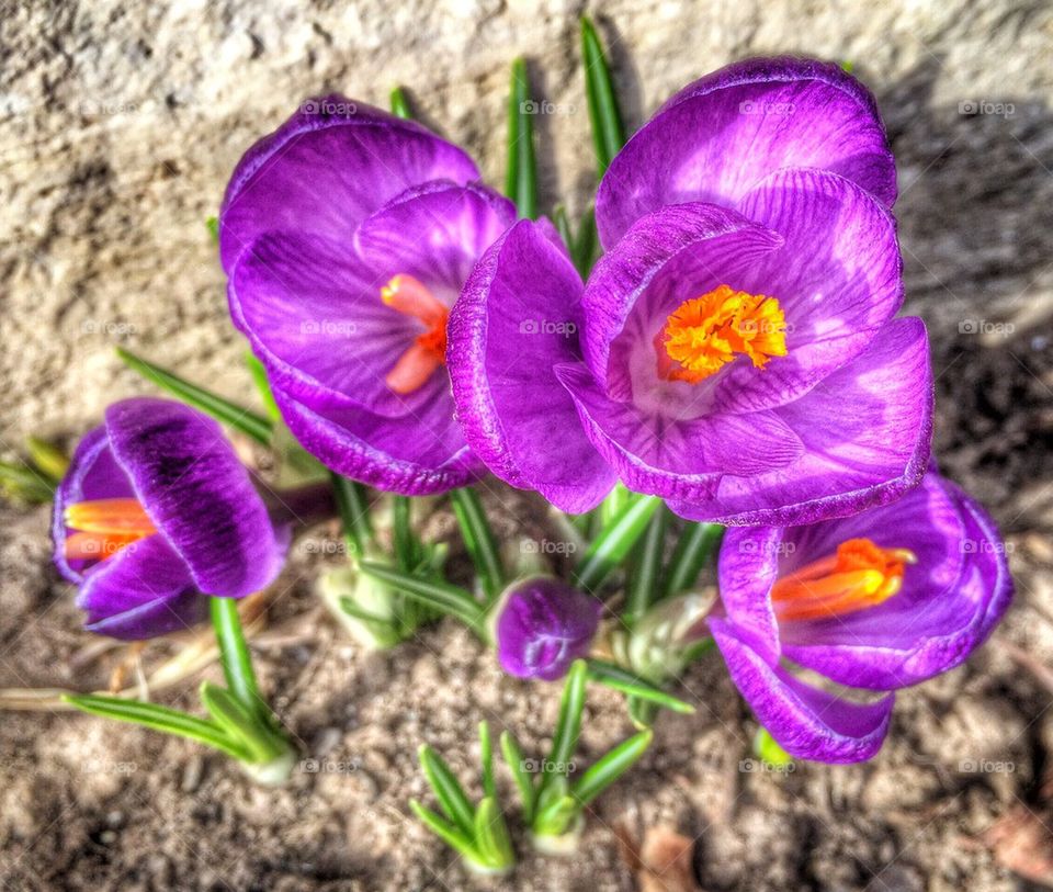 Aerial View of Crocus