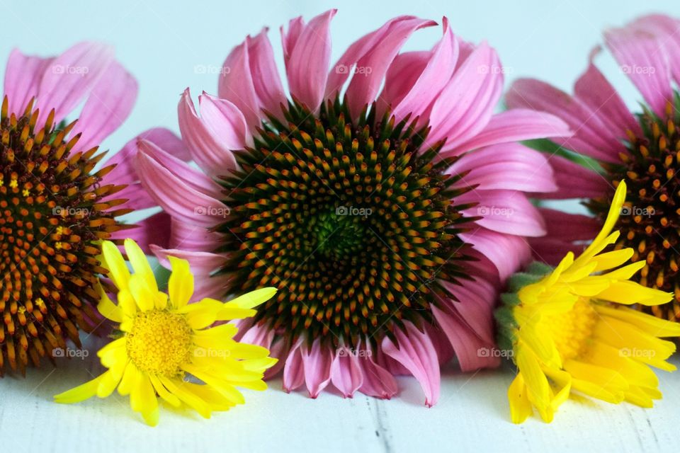 Echinacea and Calendula blossoms on white wood closeup