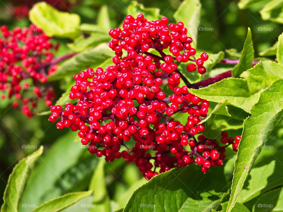 Bright red Elderberries bursting from green leaves in the hardened lava fields high in Oregon’s Cascade Mountains on a summer day. 