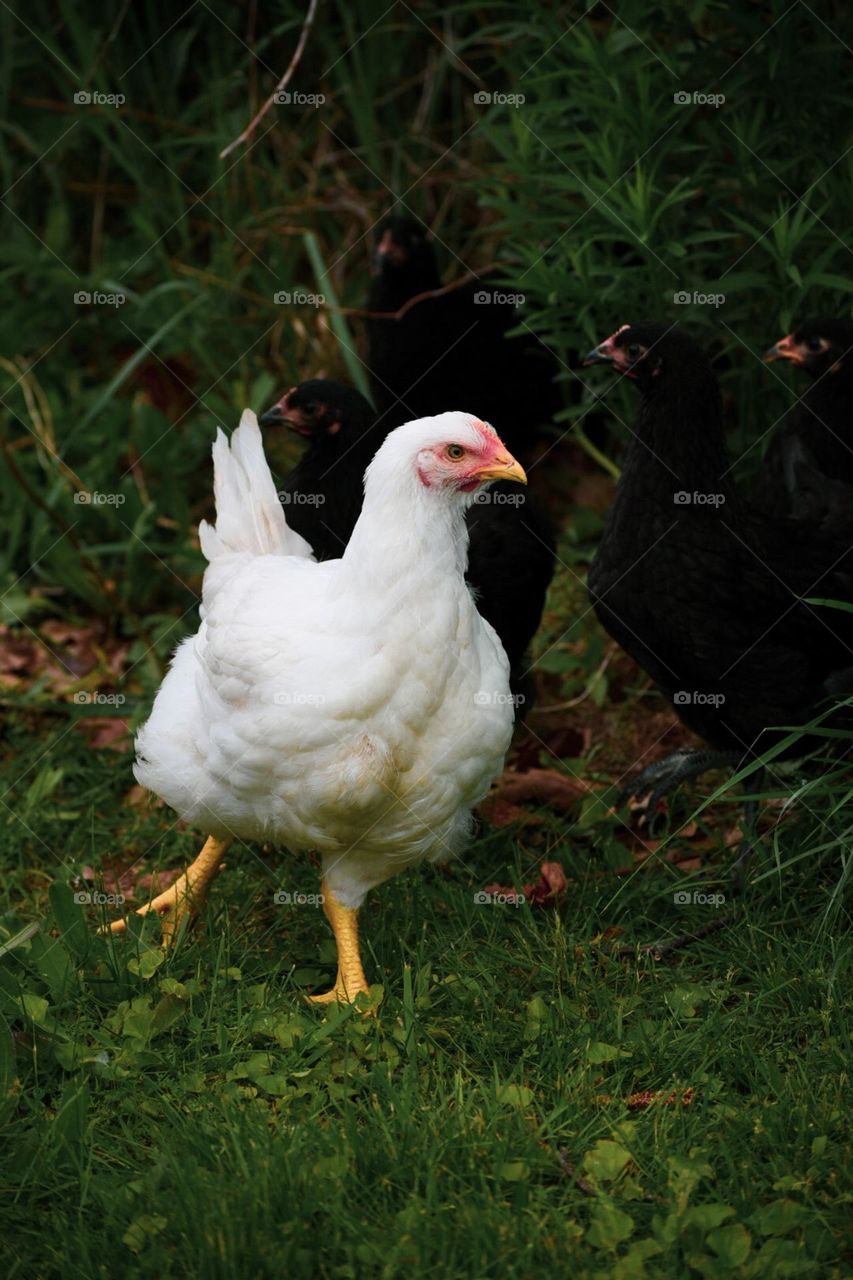 Sharing with your our lovely farm animals. They are very smart and knows how to go back in their pen when it gets dark out!