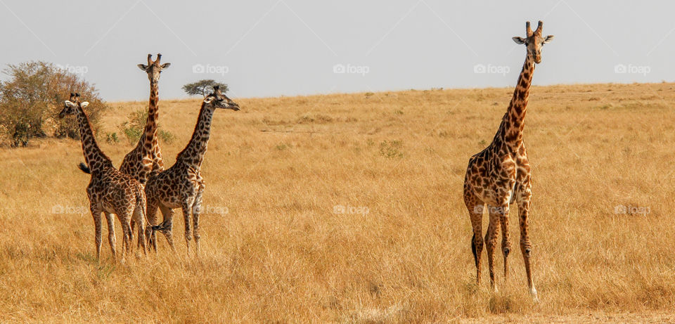 Giraffes 