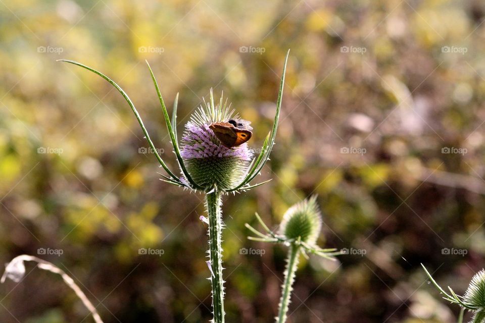 Moth on a thistle 