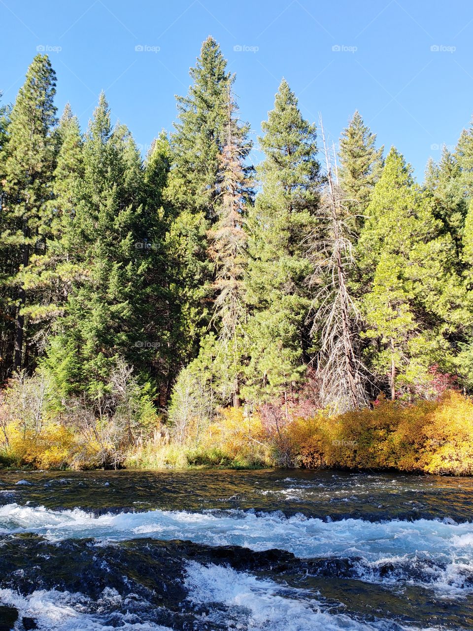 Stunning fall colors on the riverbanks of the turquoise waters of the Metolius River at Wizard Falls in Central Oregon on a sunny autumn morning. 