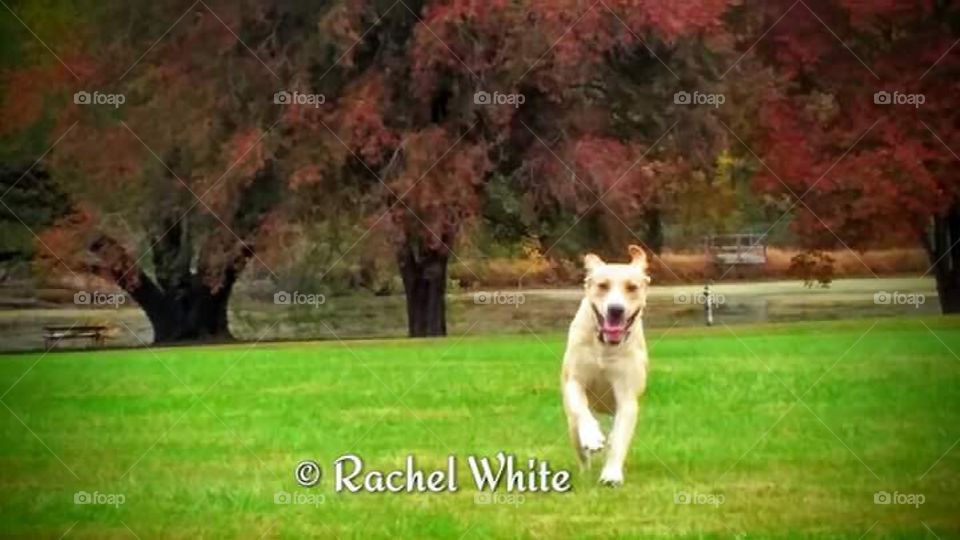Grass, Outdoors, Nature, Dog, Lawn