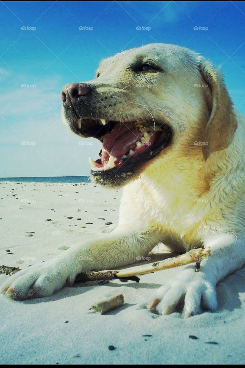 beach summer dog dogs by bubu