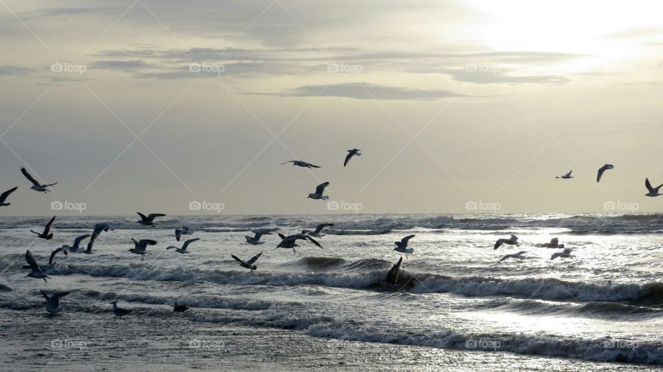 seagulls in flight