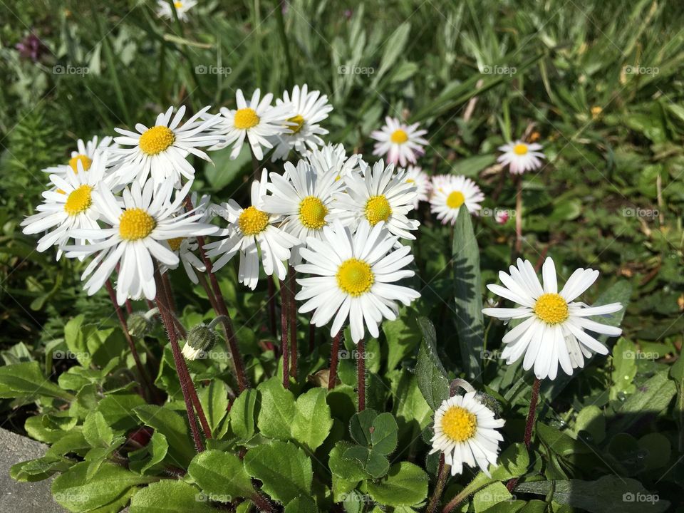 View of daisies blooming