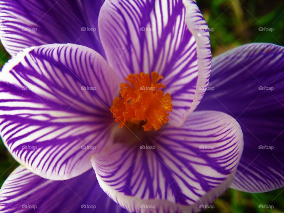 Crocus