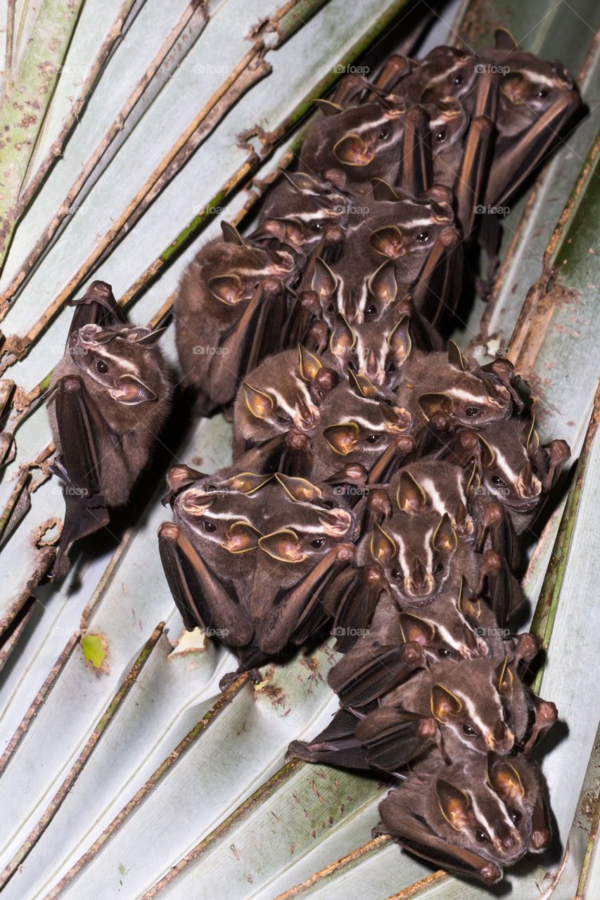 Group of bats looking down. Group of bats hanging underside of a leaf and look down towards camera. Small creatures tightly together