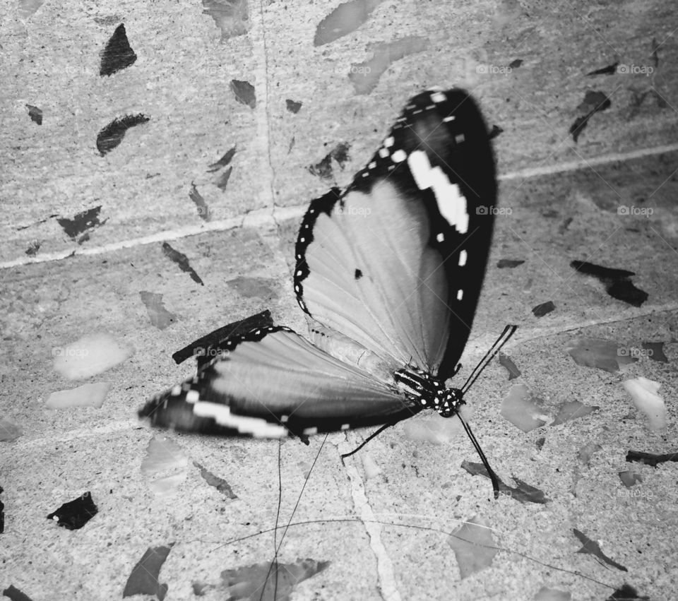 butterfly