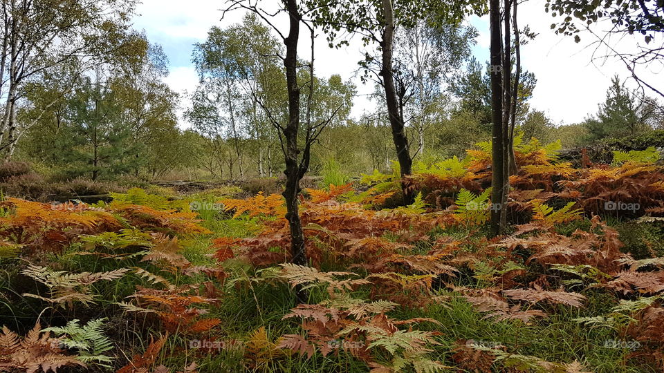 Fall colorful fern in the forest - höst färg skog ormbunkar