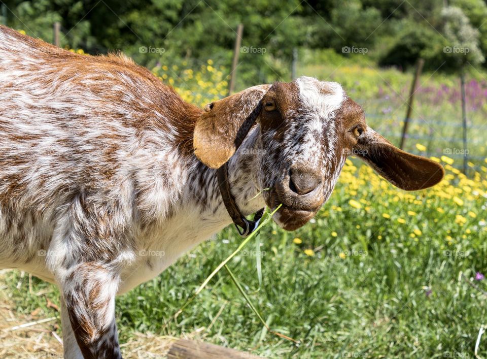 A nanny goat just hanging out, surrounded by grass & wildflowers.