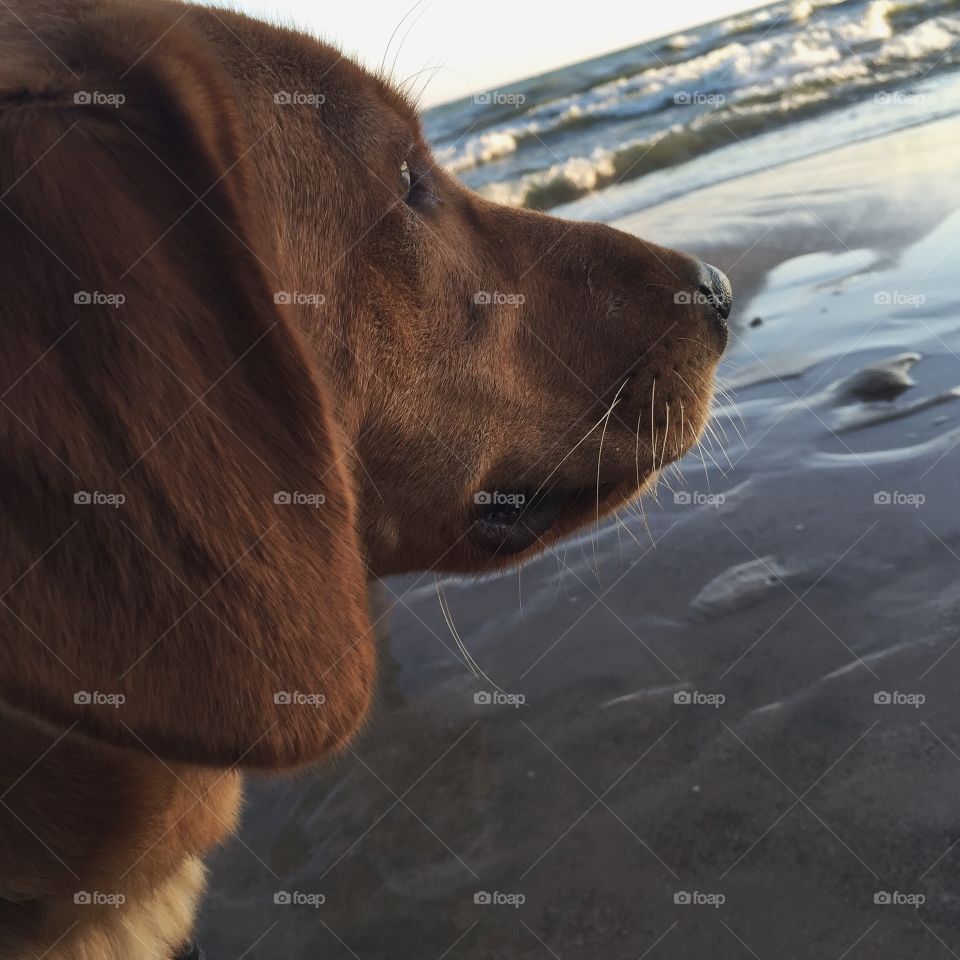 Dog, Portrait, No Person, Mammal, Winter