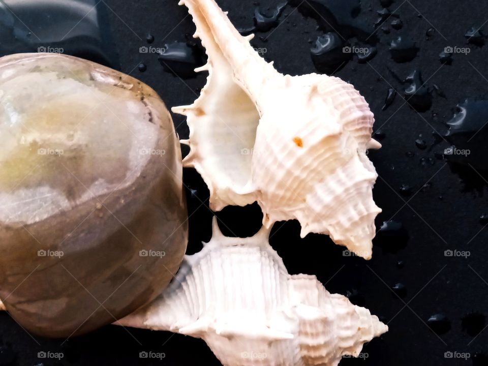 seashells on a black background close-up and drops