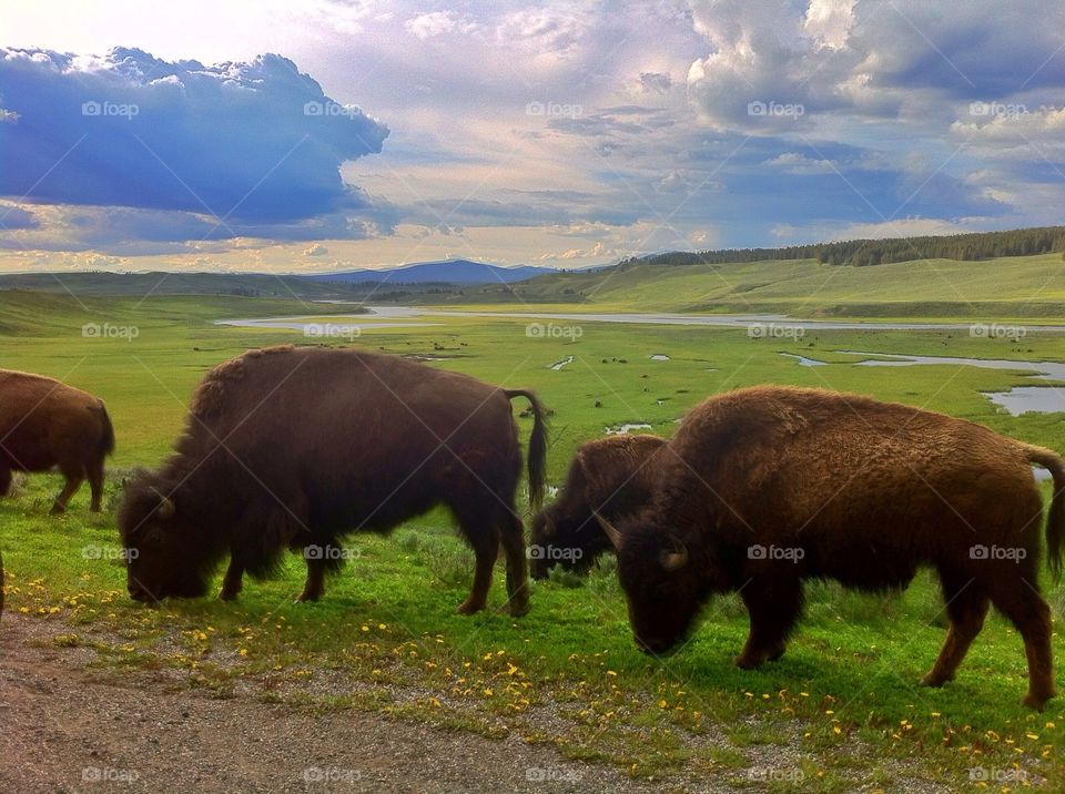 Bison herd. Picture taken in Montana on the side of the road
