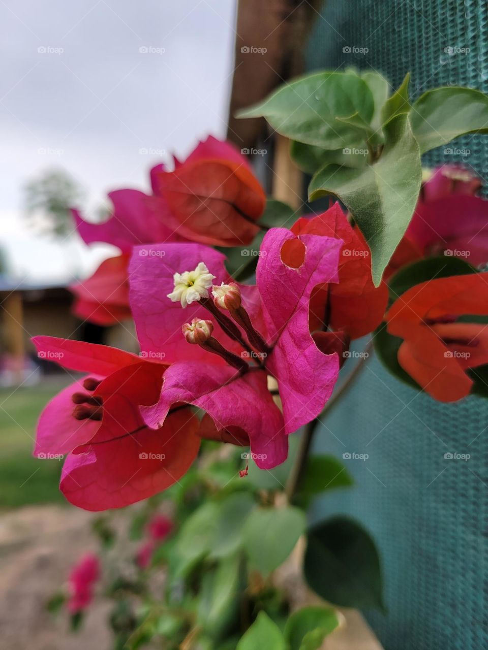 flores de color magenta