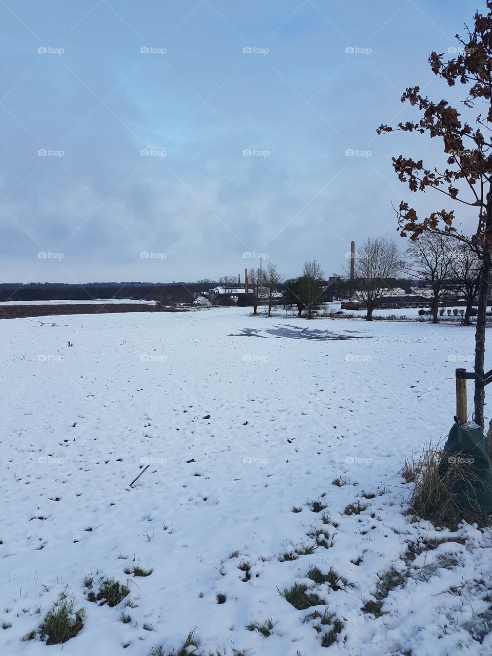 Winter, Snow, Tree, Cold, Landscape